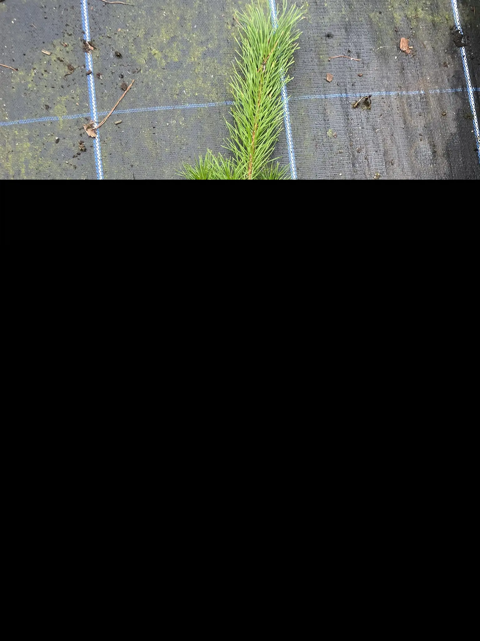 Lodgepole Pine 20/40cm (Cell)