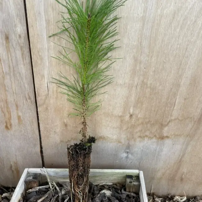 Lodgepole Pine 20/40cm (Cell)