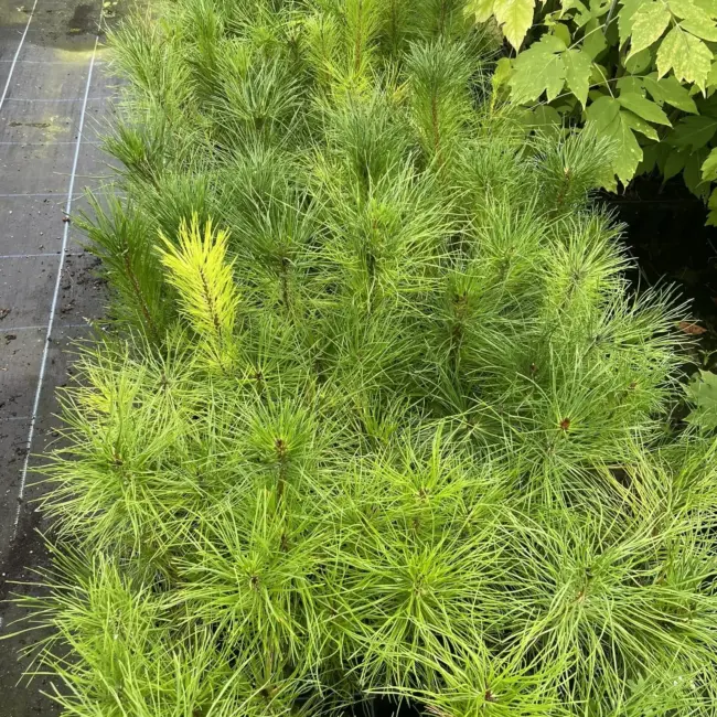 Lodgepole Pine 20/40cm (Cell)