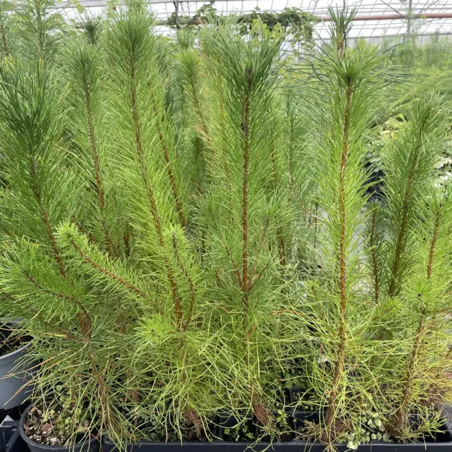 Lodgepole Pine 20/40cm (Cell)