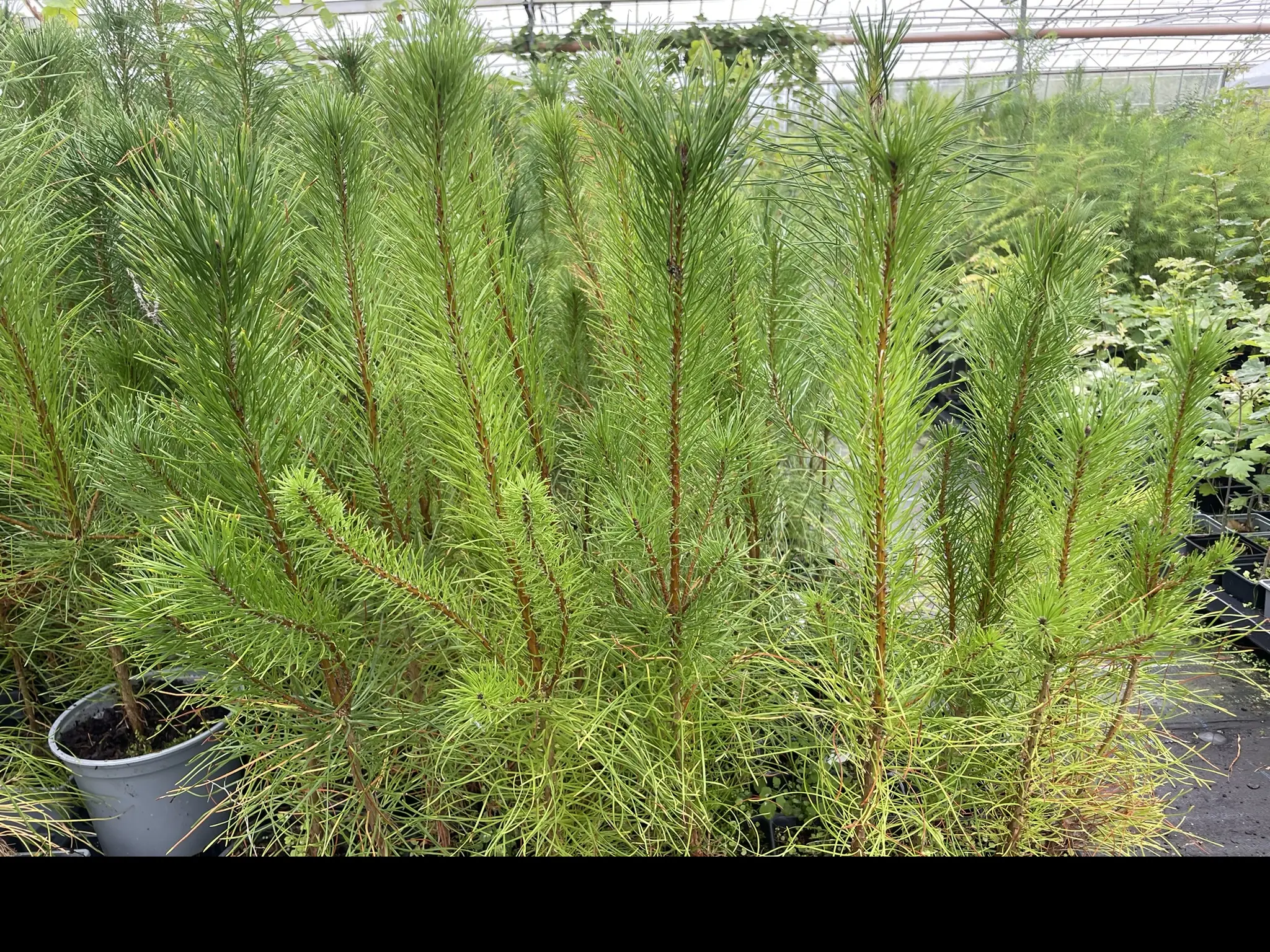 Lodgepole Pine 20/40cm (Cell)