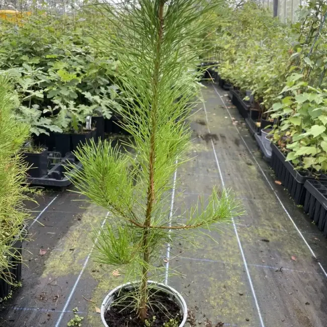 Lodgepole Pine Pinus contorta (2L)