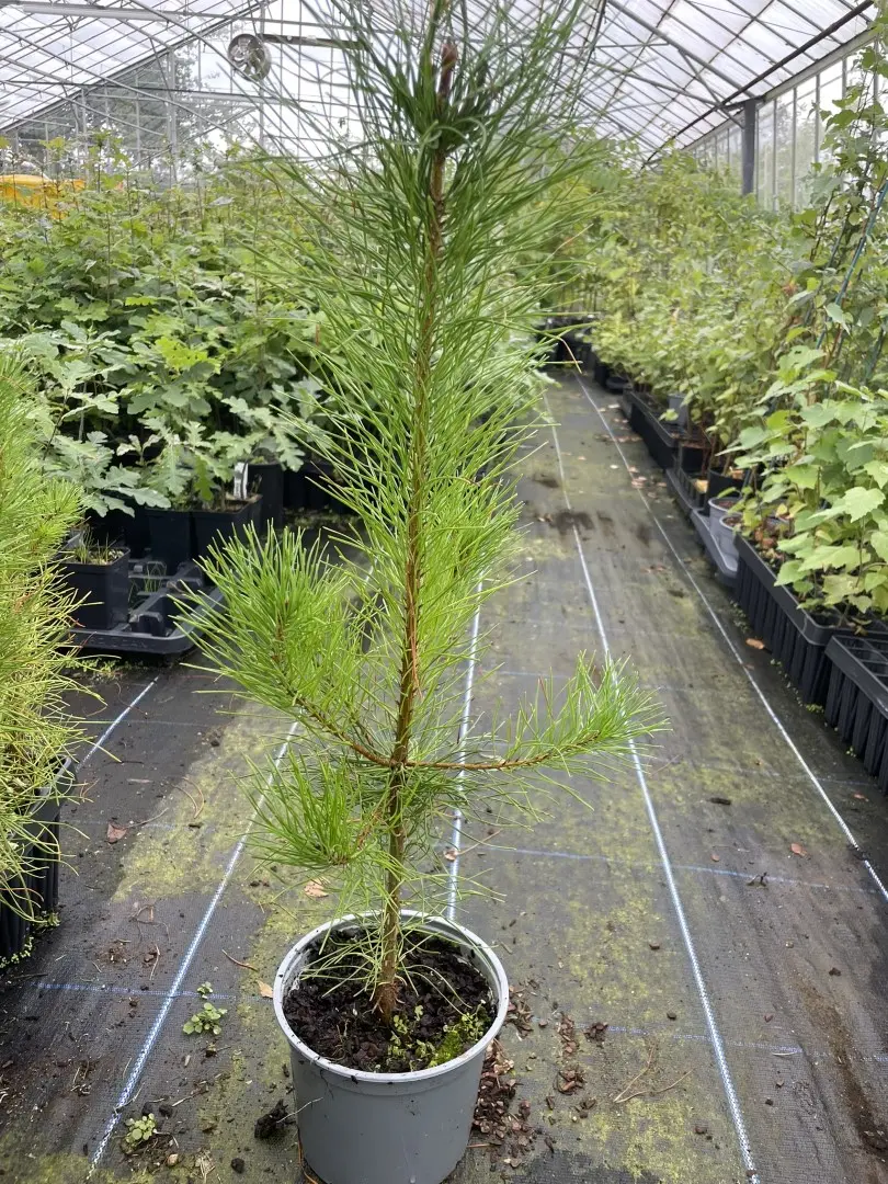 Lodgepole Pine Pinus contorta (2L)