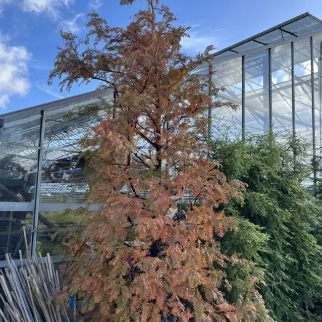 Metasequoia glyptostroboides Dawn Redwood 'Amber Glow'