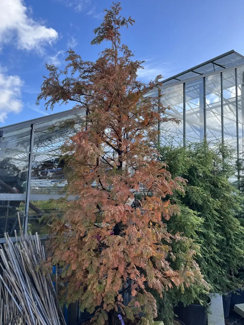 Metasequoia glyptostroboides Dawn Redwood 'Amber Glow'