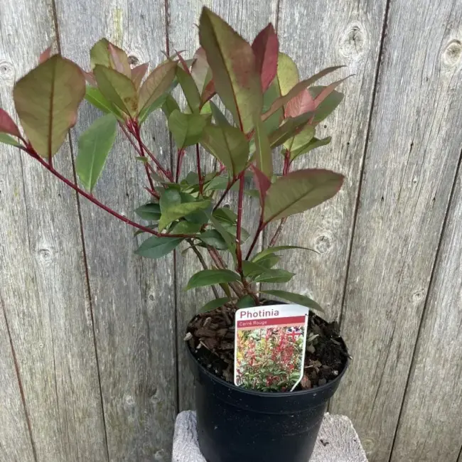 Photinia 'Carr Rouge' - Vibrant red foliage for UK gardens | Yarrow Gardens