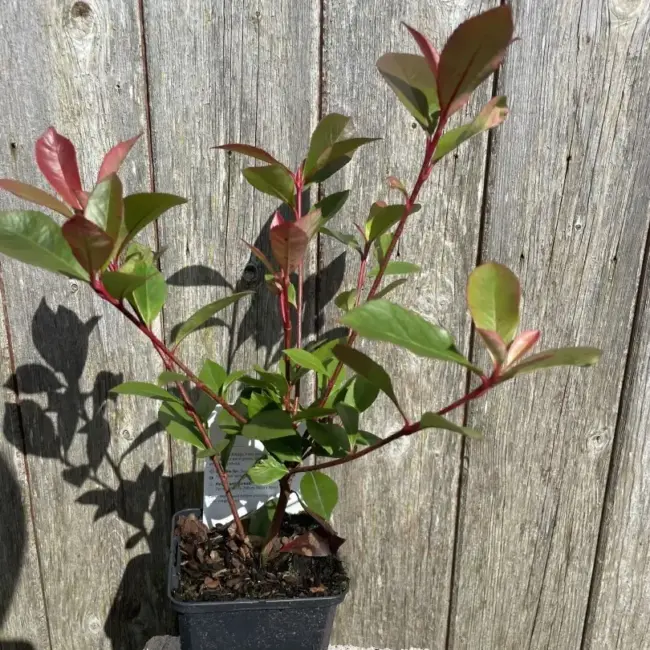 Photinia 'Carré Rouge'