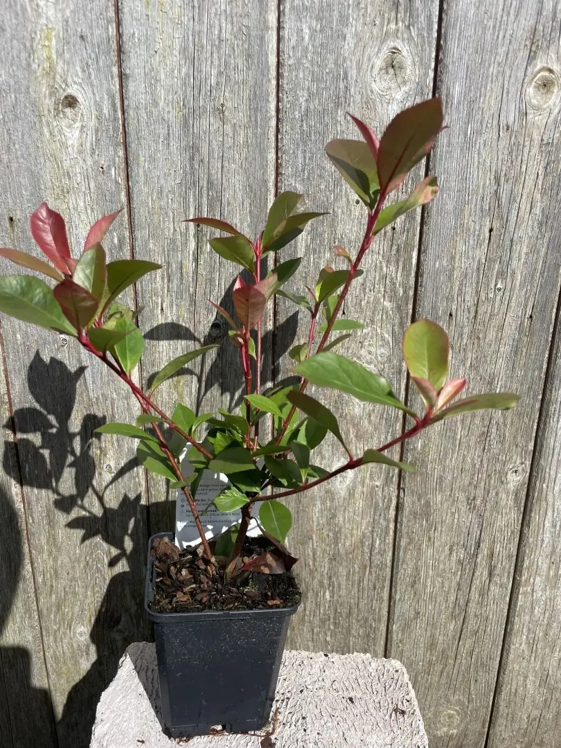 Photinia 'Carré Rouge'