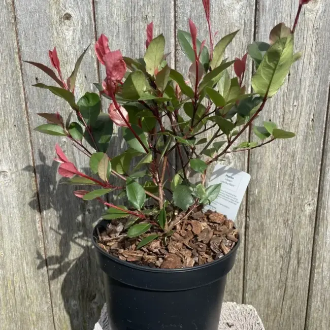 Photinia 'Little Red Robin'