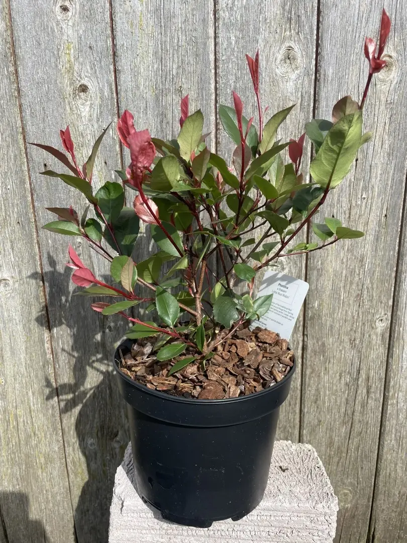 Photinia 'Little Red Robin'