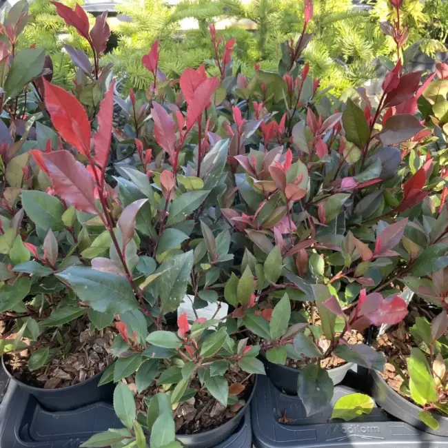 Photinia 'Little Red Robin' 20/40cm (2L) - Image 4
