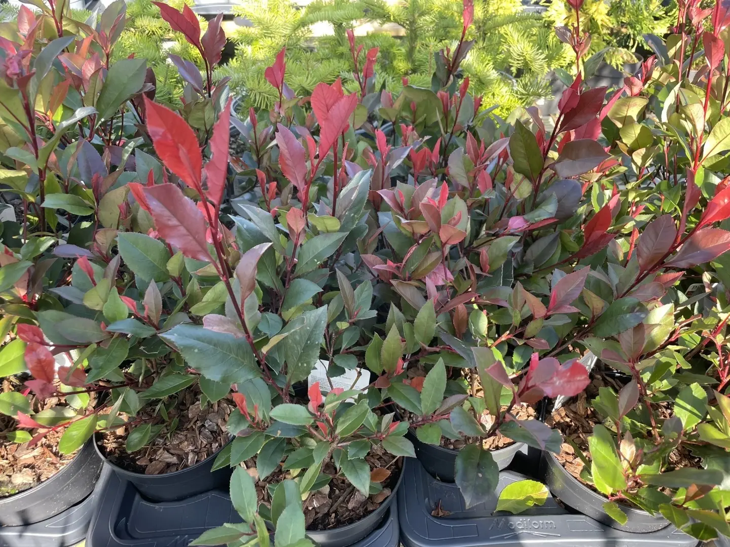 Photinia 'Little Red Robin' 20/40cm (2L) - Image 4
