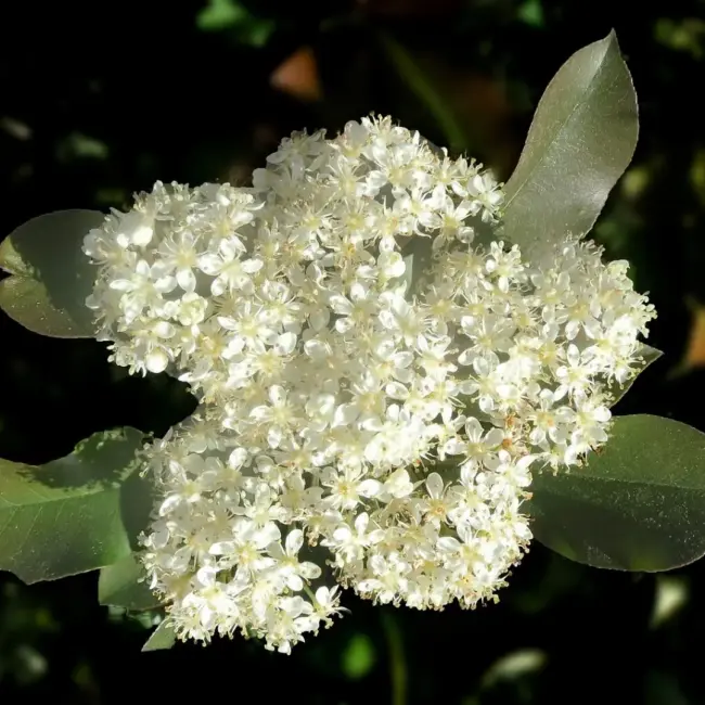 Photinia × fraseri