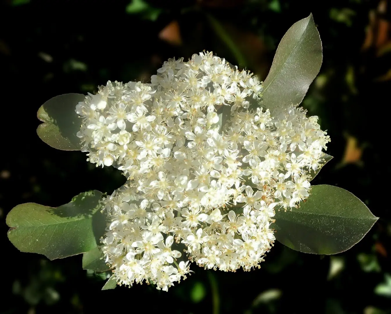 Photinia × fraseri