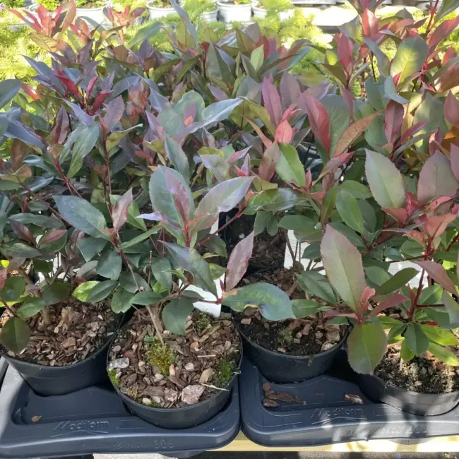 Photinia 'Little Red Robin' 20/40cm (2L) - Image 5