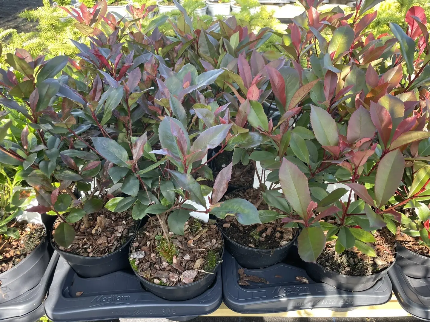 Photinia 'Little Red Robin' 20/40cm (2L) - Image 5