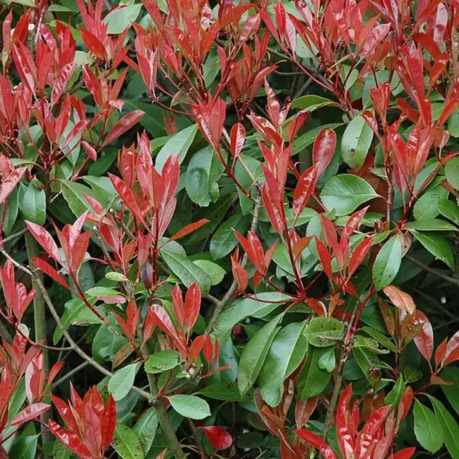 Photinia × fraseri