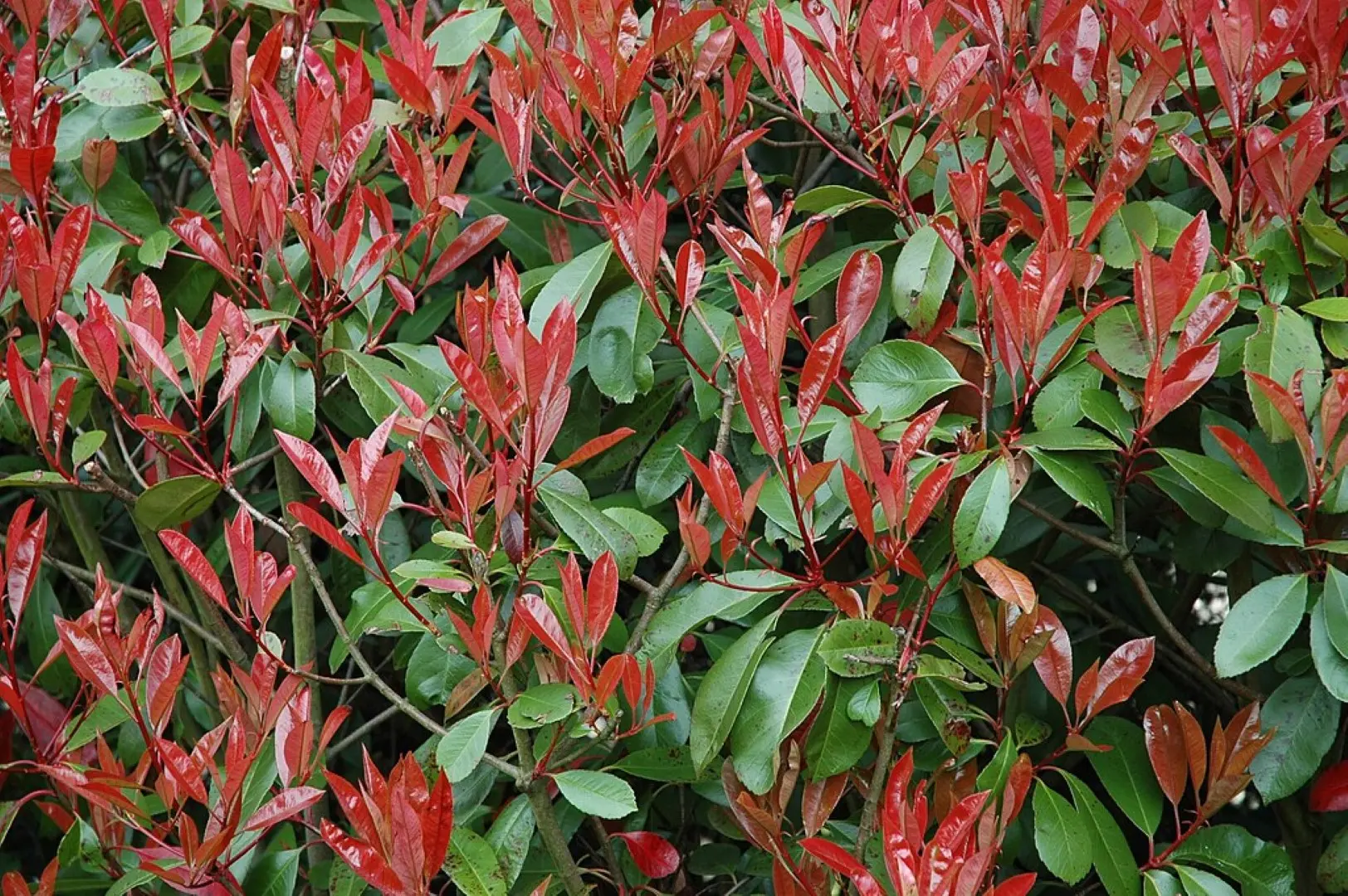 Photinia × fraseri