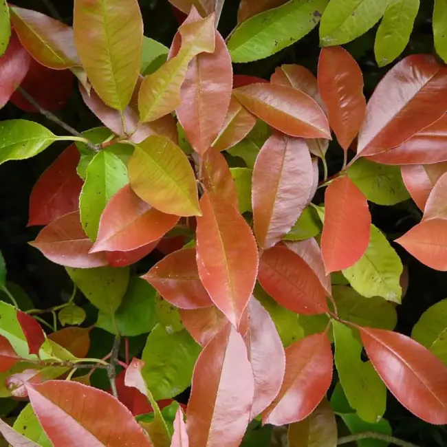 Photinia × fraseri