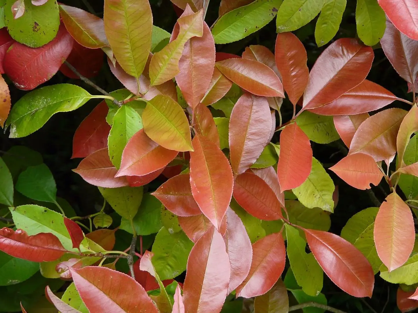 Photinia × fraseri