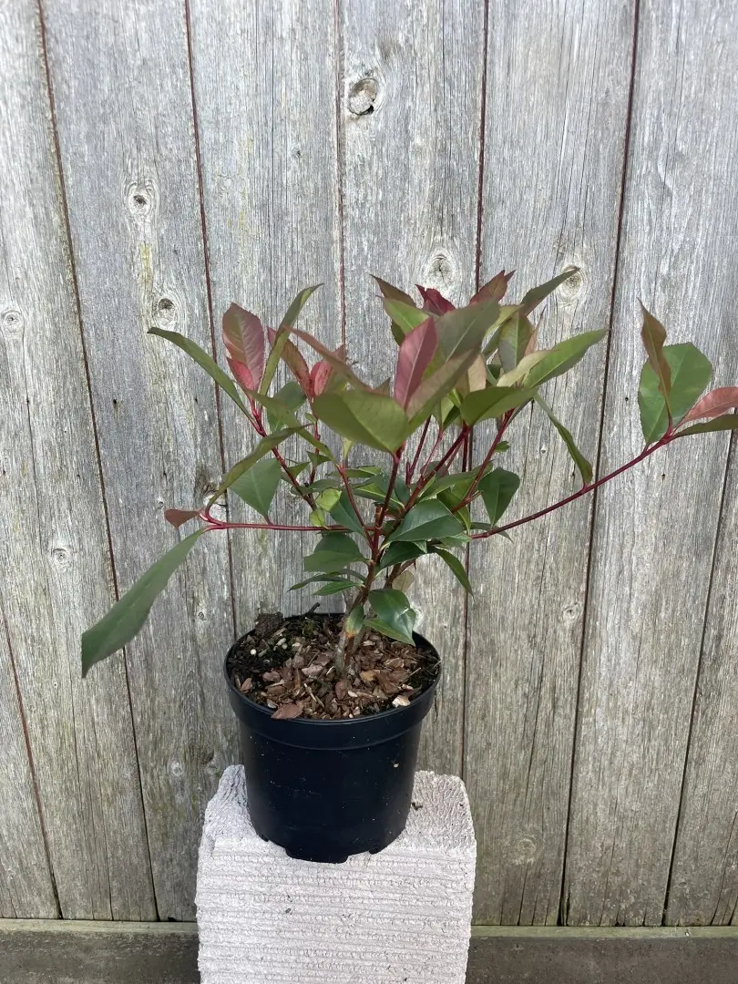 Photinia × fraseri 'Carré Rouge'