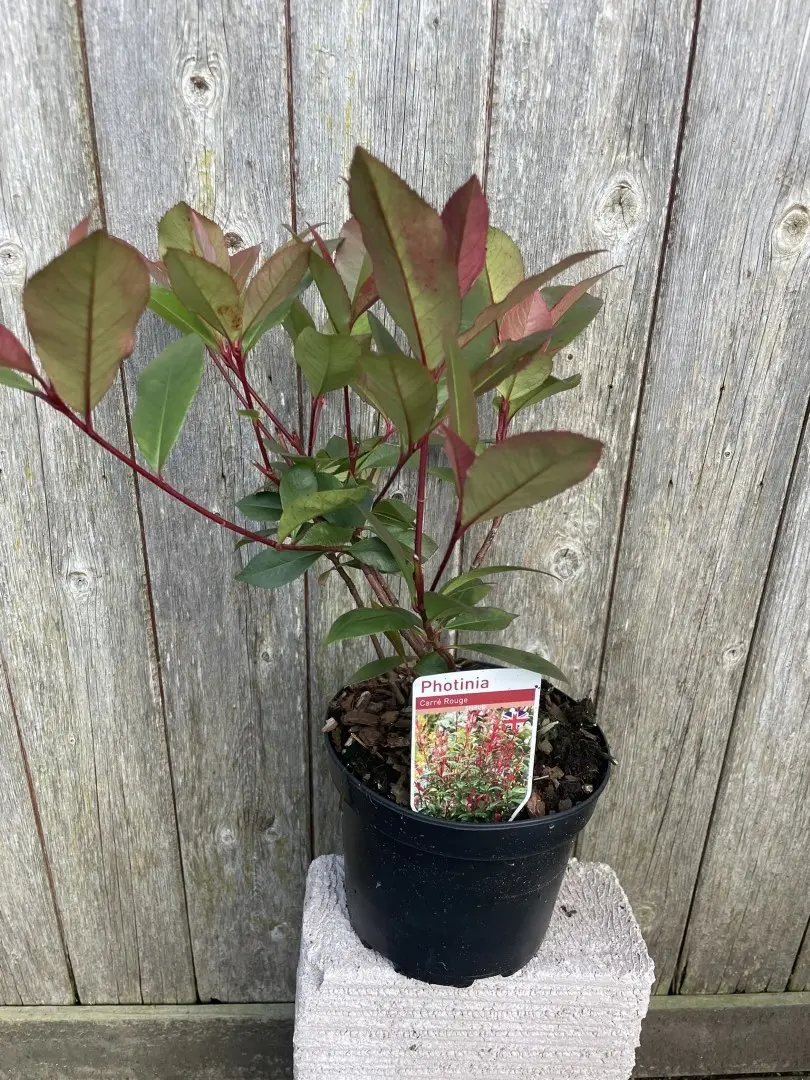 Photinia × fraseri 'Carré Rouge'