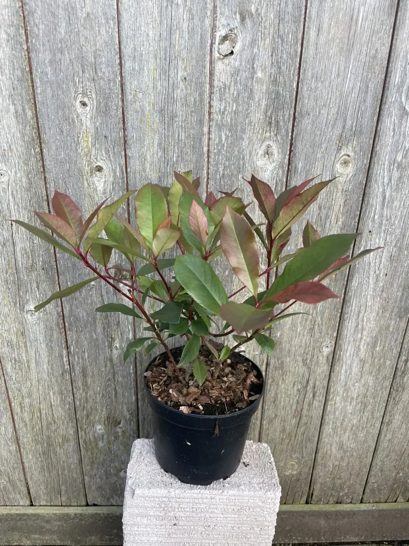 Photinia × fraseri 'Carré Rouge'