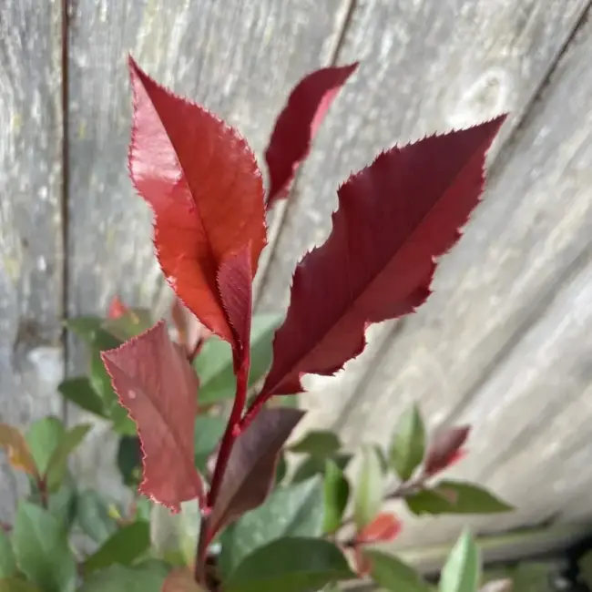 Photinia 'Little Red Robin' 20/40cm (2L) - Image 3