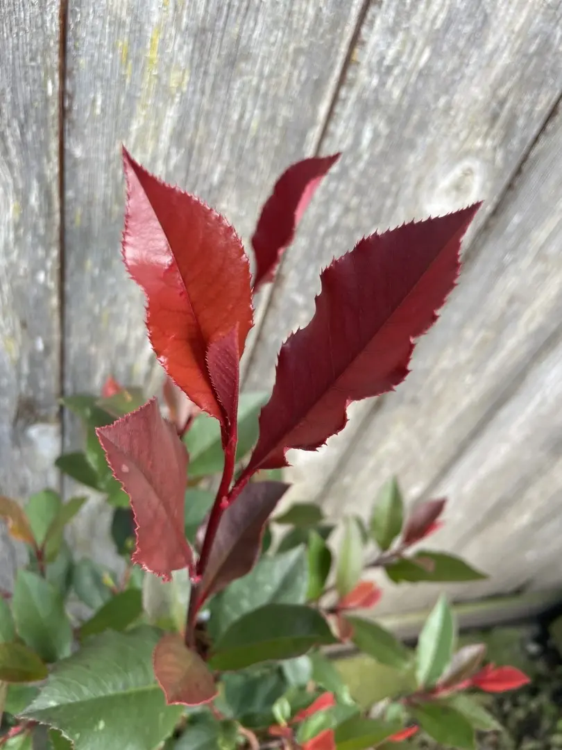 Photinia 'Little Red Robin' 20/40cm (2L) - Image 3