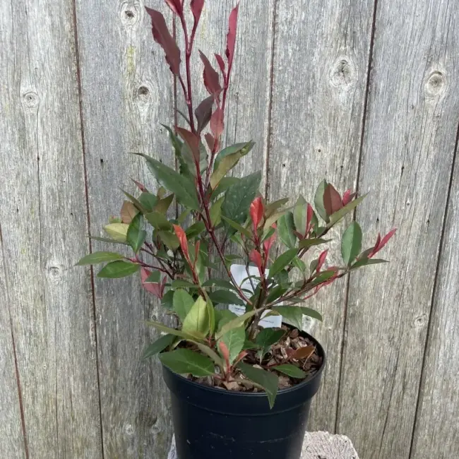 Photinia × fraseri 'Little Red Robin'