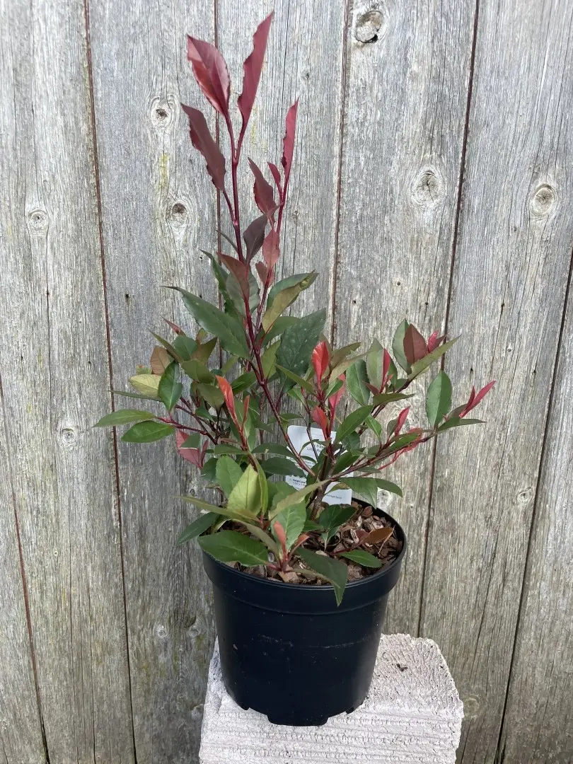 Photinia × fraseri 'Little Red Robin'