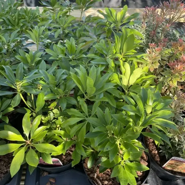 Pieris 'Forest Flame' 20/40cm (2L) - Image 3