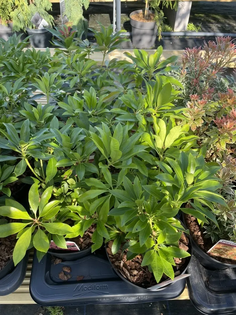 Pieris 'Forest Flame' 20/40cm (2L) - Image 3