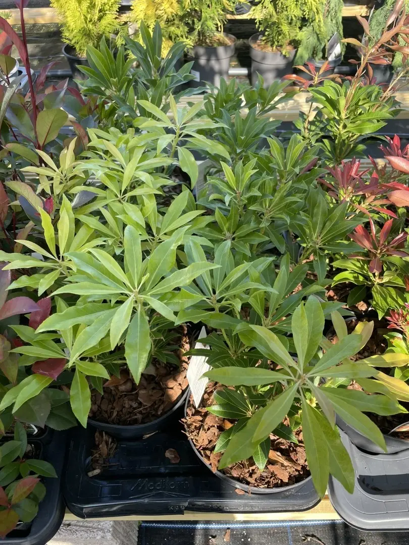 Pieris