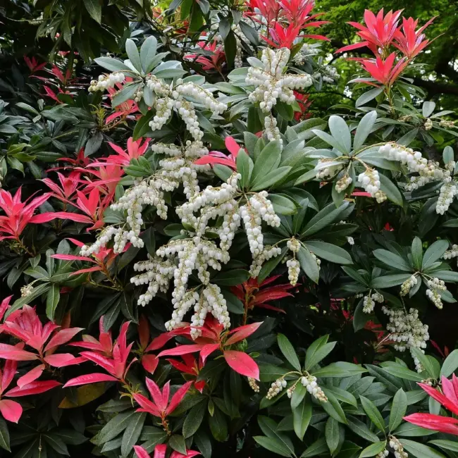 Pieris 'Forest Flame'