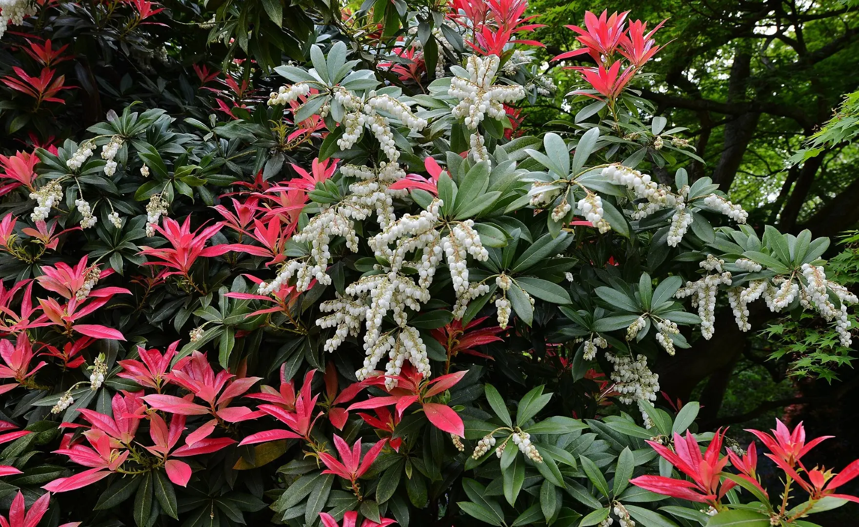 Pieris 'Forest Flame'