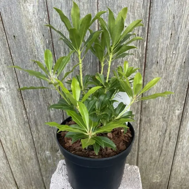 Pieris 'Forest Flame'