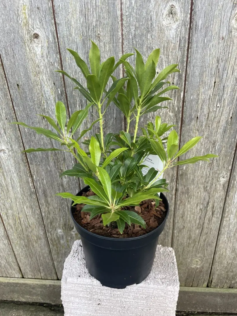 Pieris 'Forest Flame'