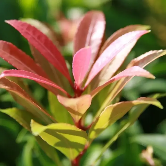 Pieris 'Forest Flame'