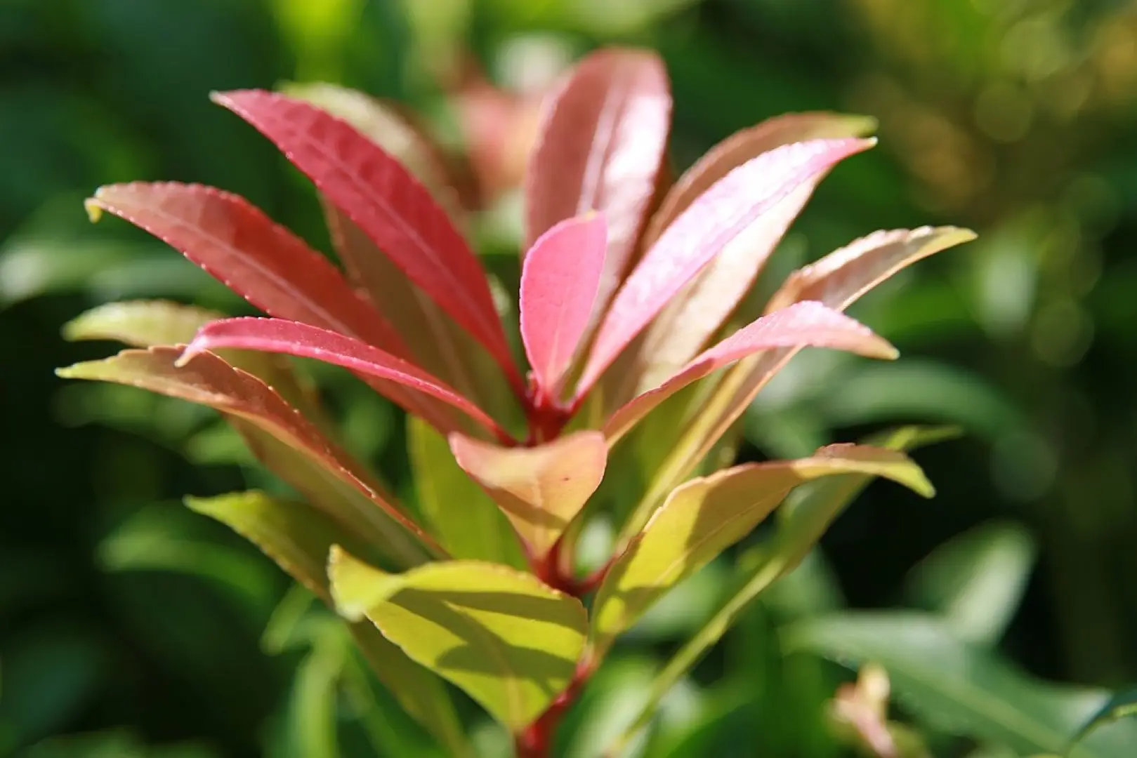 Pieris 'Forest Flame'
