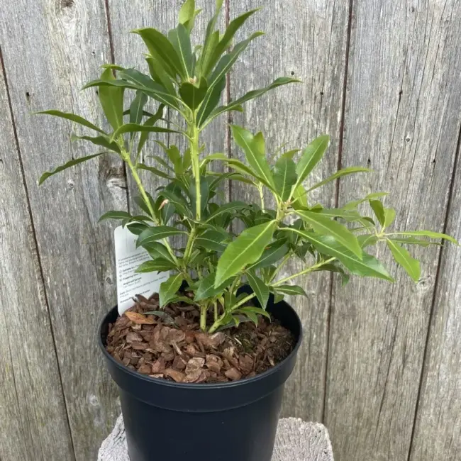 Pieris 'Forest Flame' 20/40cm (2L) - Image 2