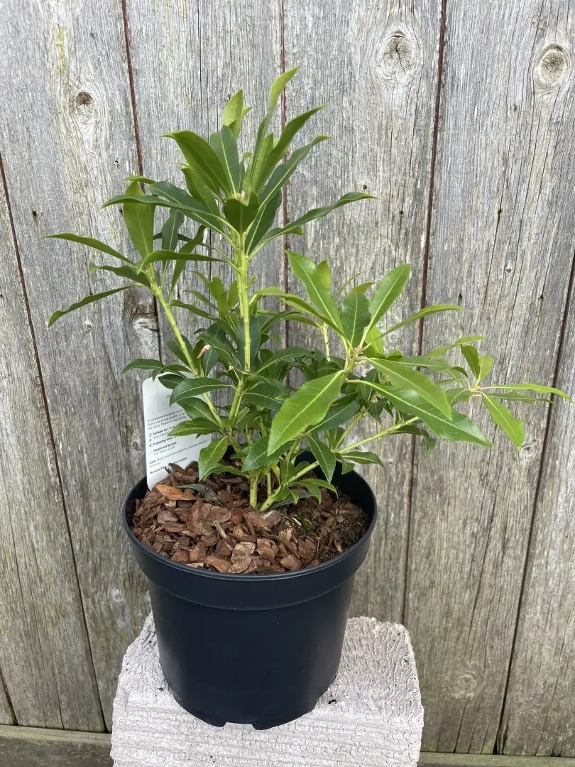 Pieris 'Forest Flame' 20/40cm (2L) - Image 2