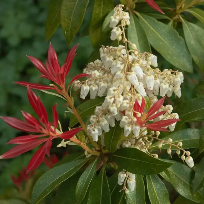 Pieris 'Forest Flame'