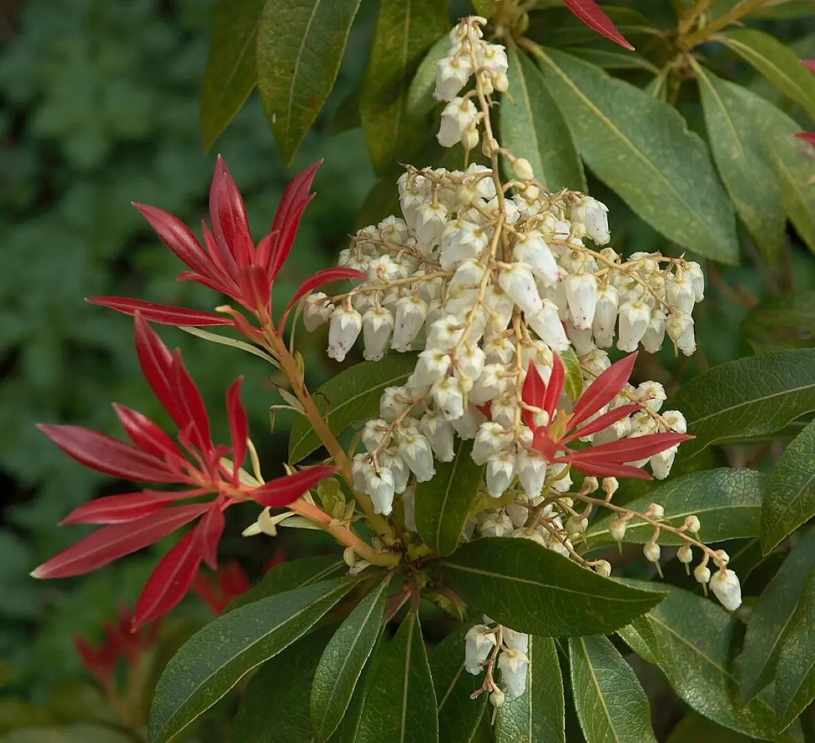 Pieris 'Forest Flame'