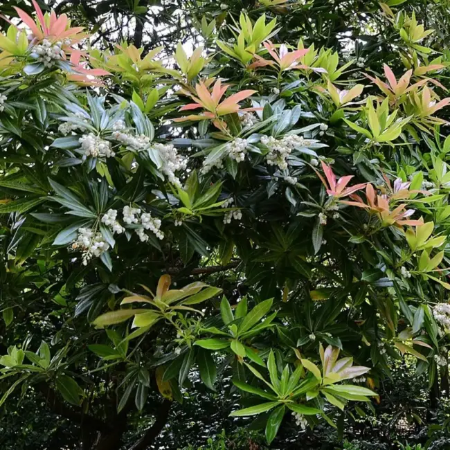 Pieris 'Forest Flame'