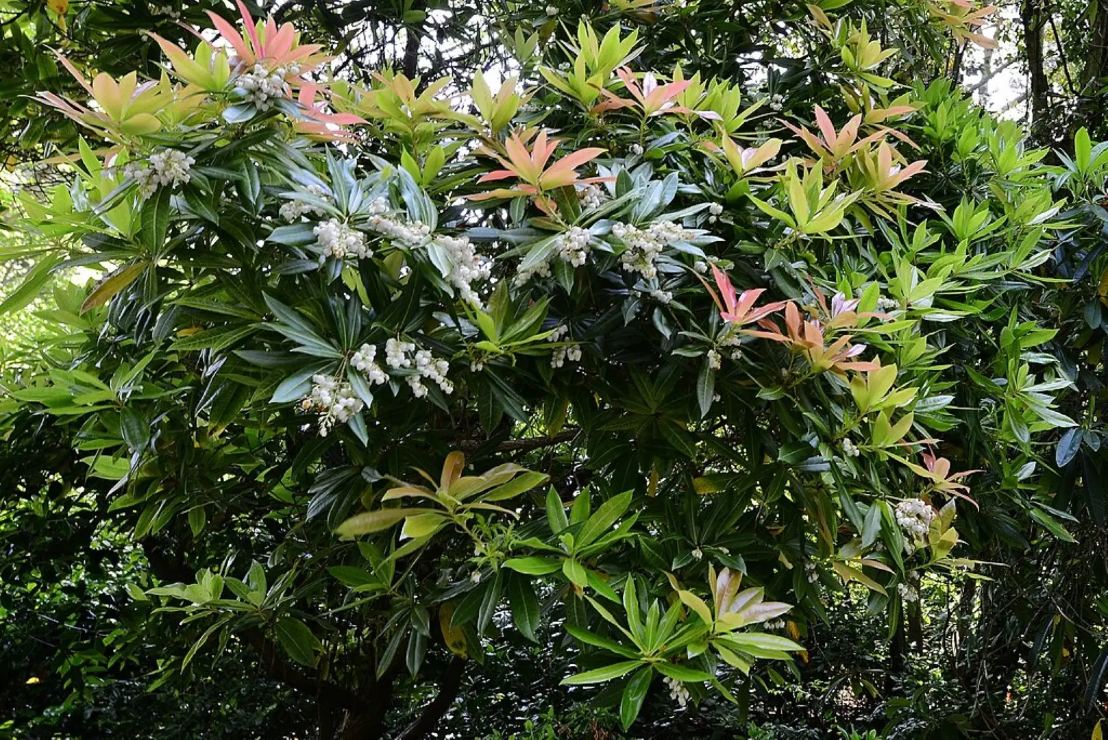 Pieris 'Forest Flame'