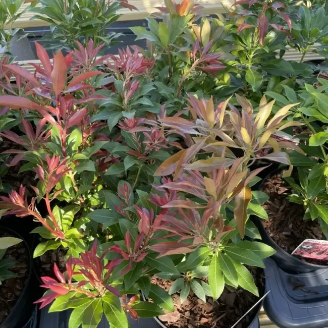 Pieris 'Mountain Fire'
