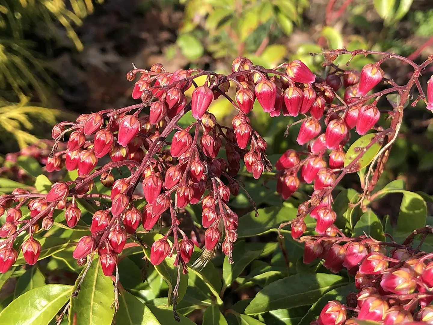 Pieris 'Valley Valentine' 20/40cm (2L) - Image 5