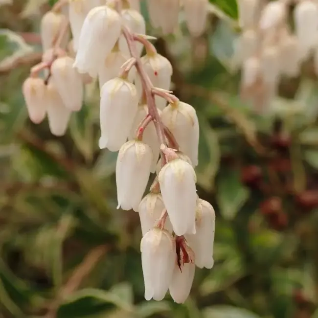 Pieris japonica 'Little Heath'