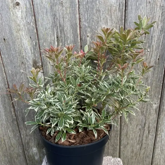 Pieris japonica 'Little Heath'